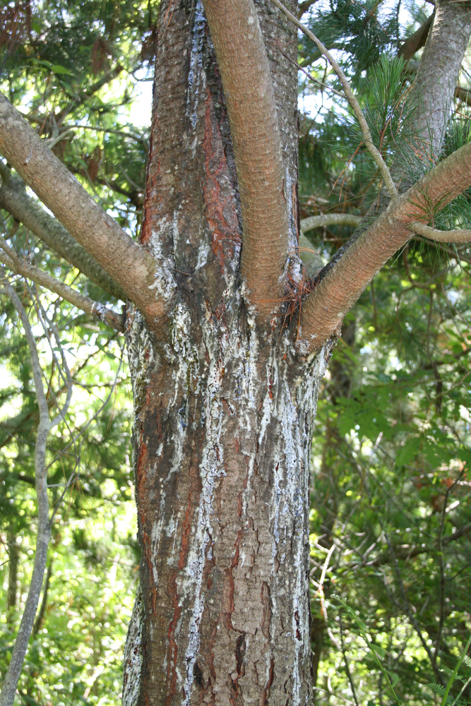 Homed - Highly Efficient Diagnostic Tool Rapidly Recognises Tree Pathogen