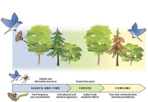 HOMED - New research presents findings on tree diversity and forest ...