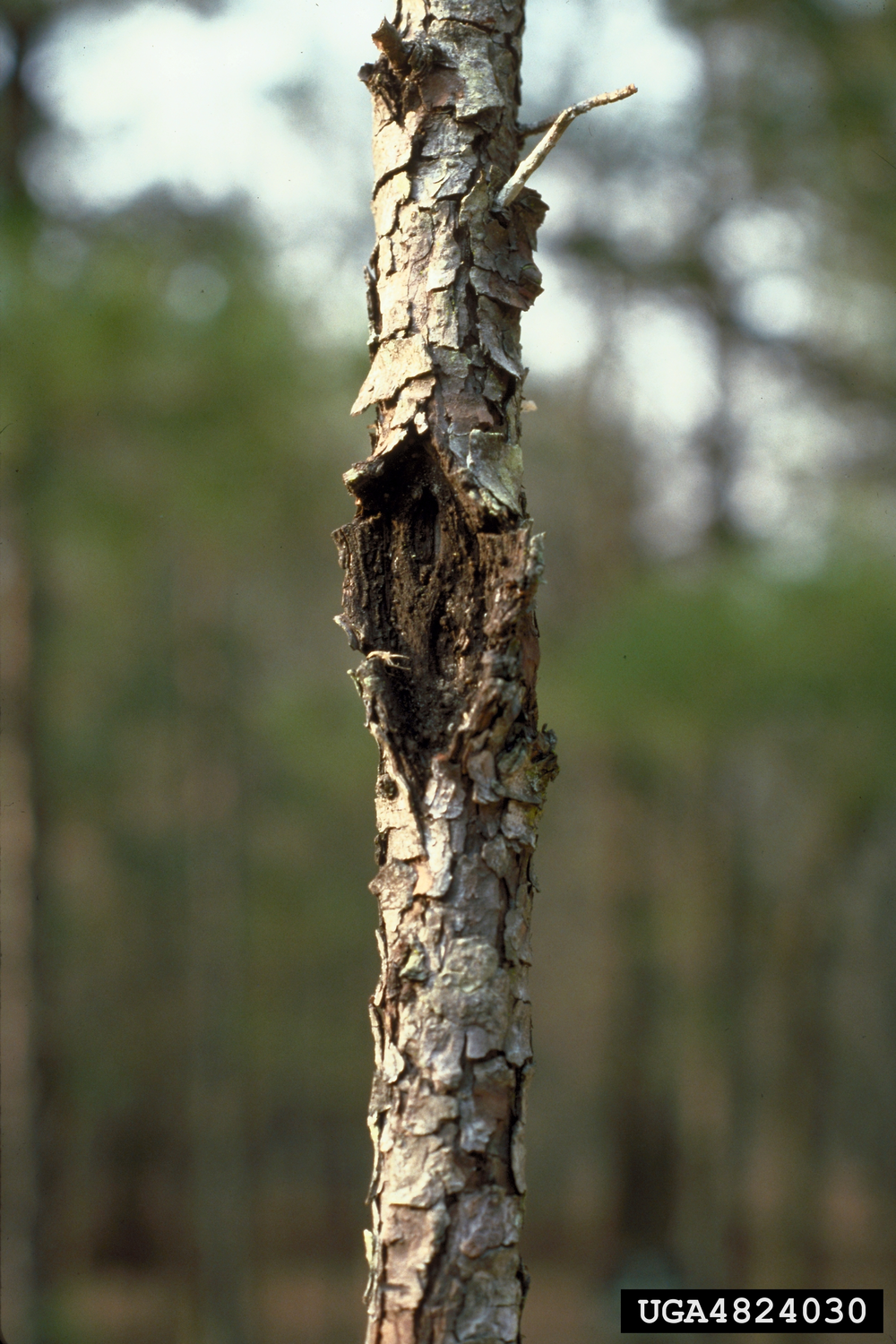 Caliciopsis canker (Caliciopsis pinea) on loblolly pine (Pinus taeda)