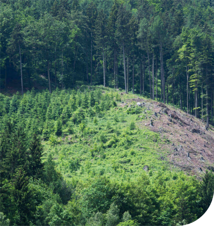 Photo: Tree plantation in a forest